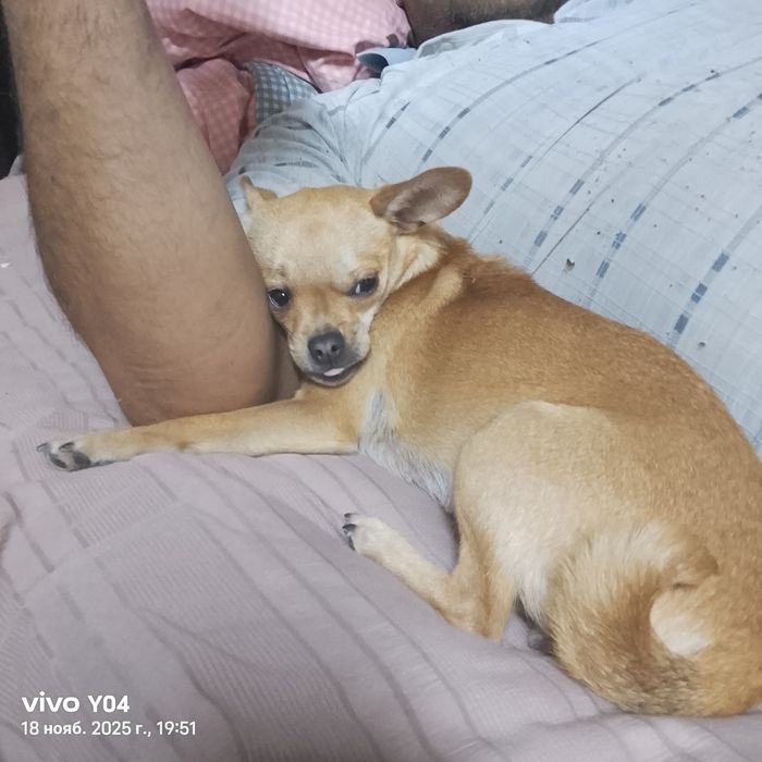 вязка чихуахуа девочка ищем кабеля