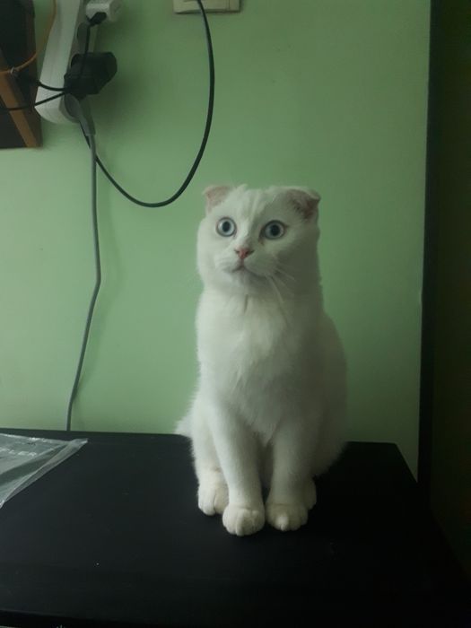 Katta mushak ayol bilan jinsiy aloqa video