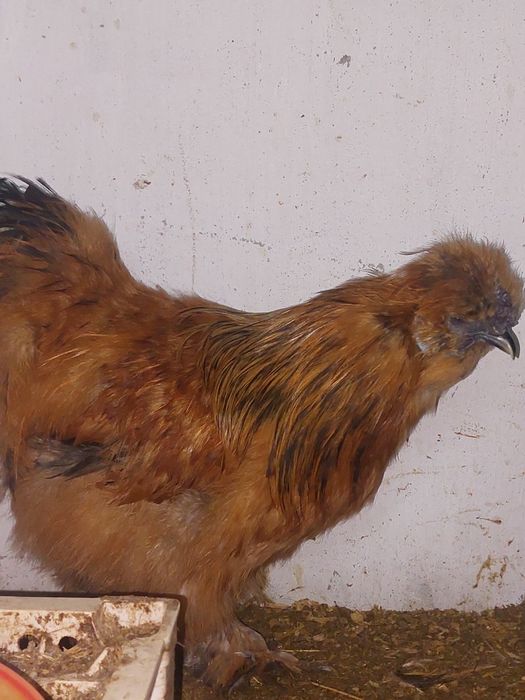 Продам китайских шелковых петушков.