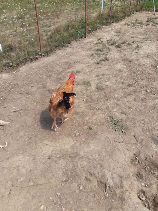 Vând găini și cocoș