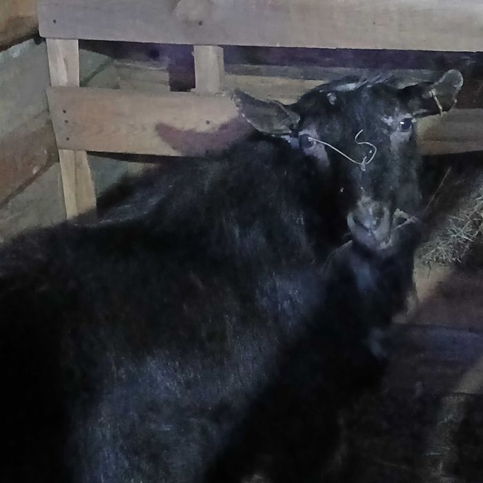 Продам козла на  племя.