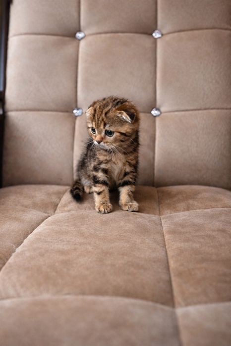 Срочно продается мальчик здоровый