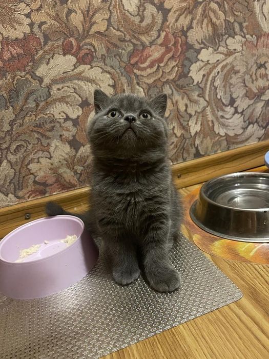 ОчаРоваШки шоТландскИе