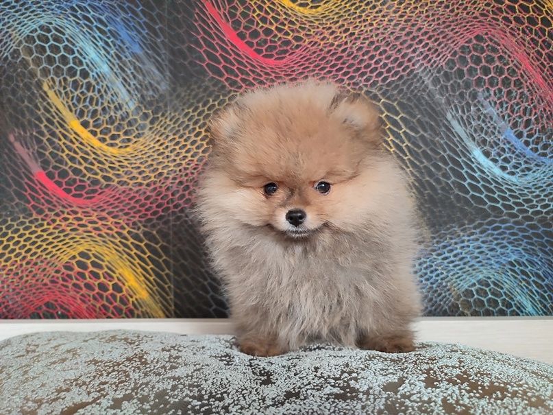 Продаются щенки немецкого шпица