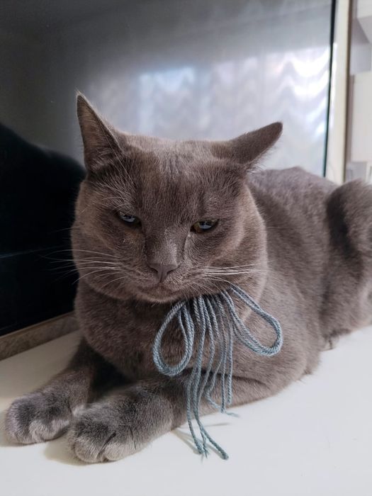 Отдам котов в добрые руки