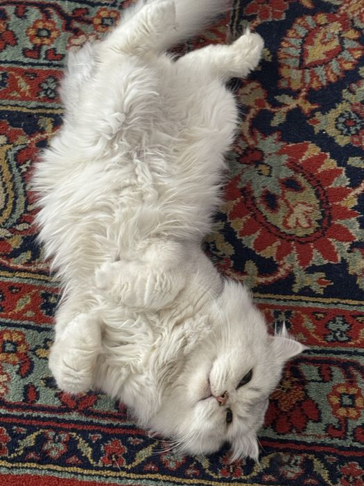 Mushuk vapshe qochmib ketmidi kotta aqilli