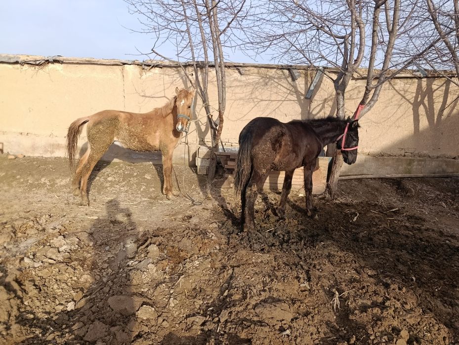 Yosh toylar sotiladi