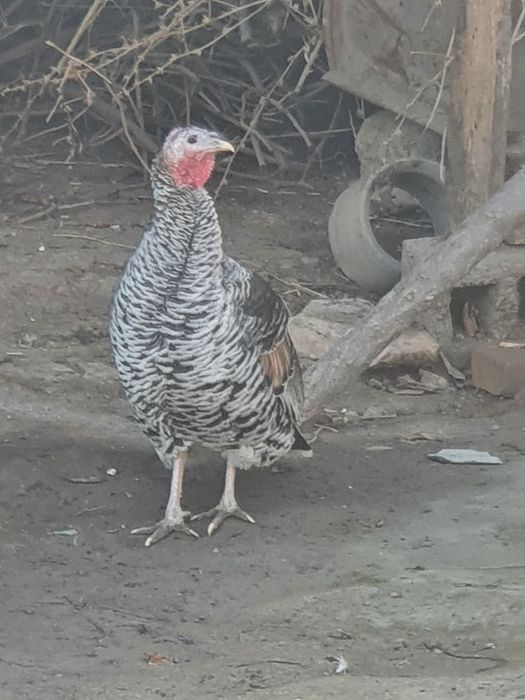 Induk mokiyon sotiladi