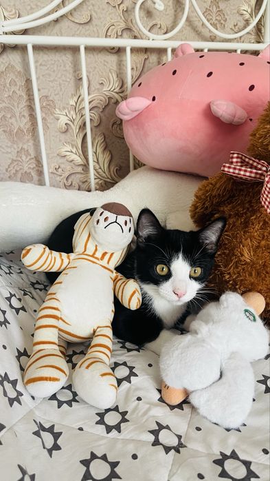 Котенок породы Манчкин