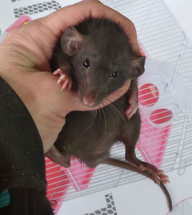 Продаются декоратиные крысы .Дамбо и хаски тоже имеються в прожаже