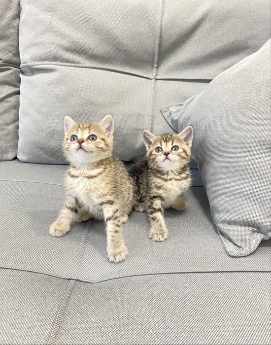 Продаются шотландские котята