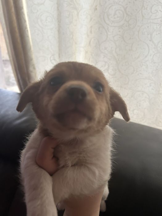 Donez catei de talie mica