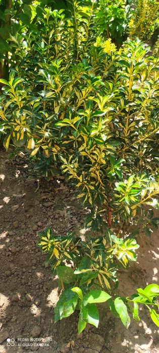 Лимон Шамшот рангли Изгородь