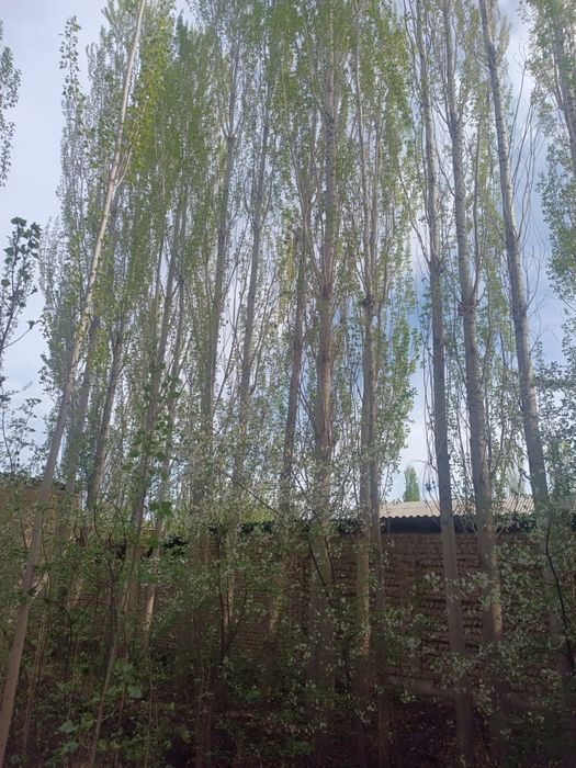 Terak daraxt O'zbek 30 ta