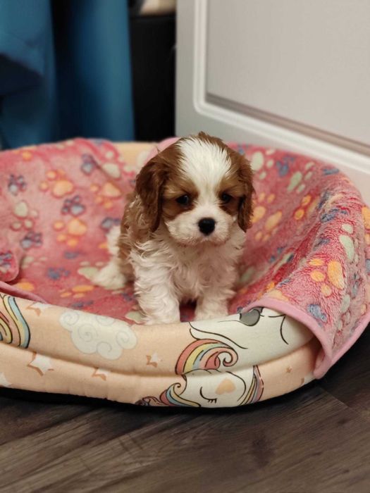Vindem mascul Cavalier King Charles Spaniel cu teste genetice