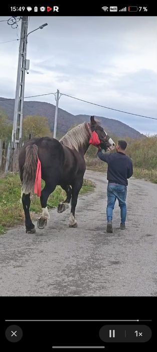 Cal de vânzare în vârstele de patru ani