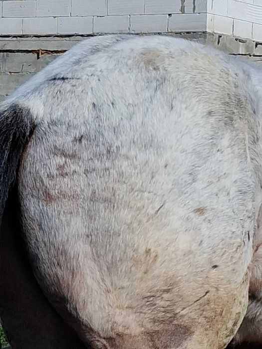 manz bland bun la caruta