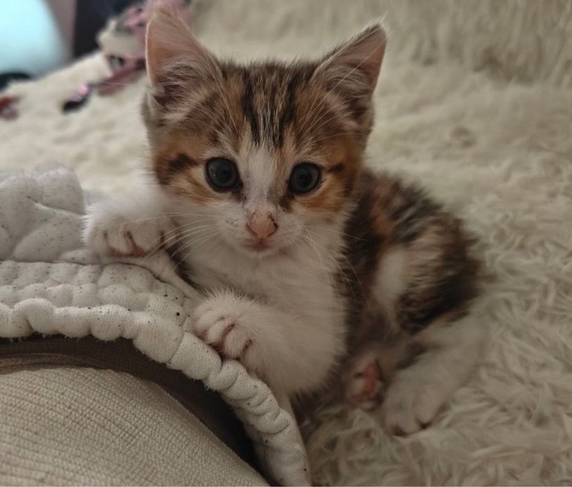 В добрые руки Котенок ( Кошка, девочка)