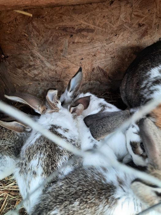 Vând iepurași mici