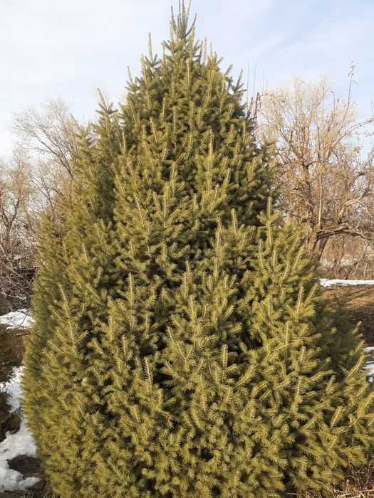 Ель тяньшанская 5 метра