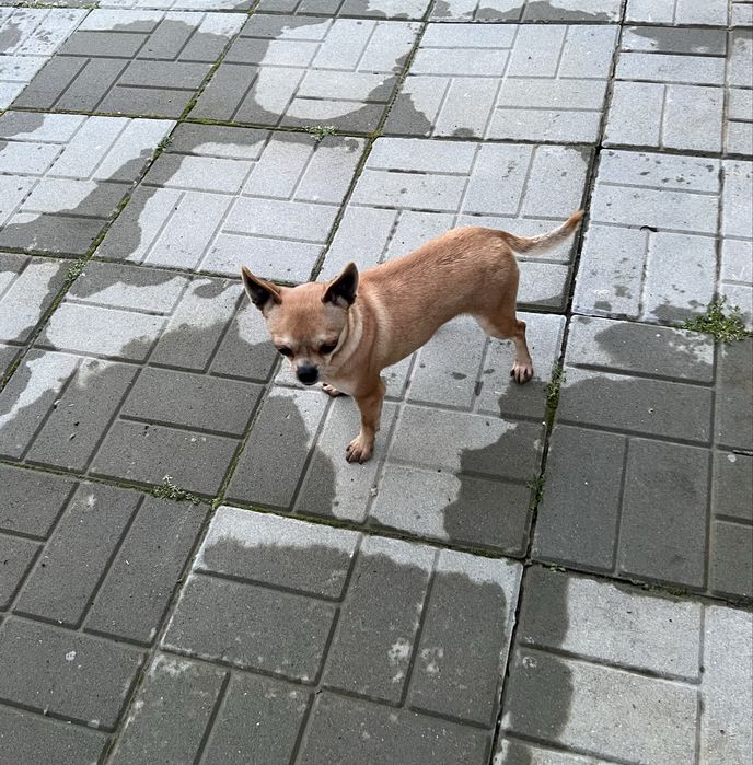 Мини      Чихуахуа