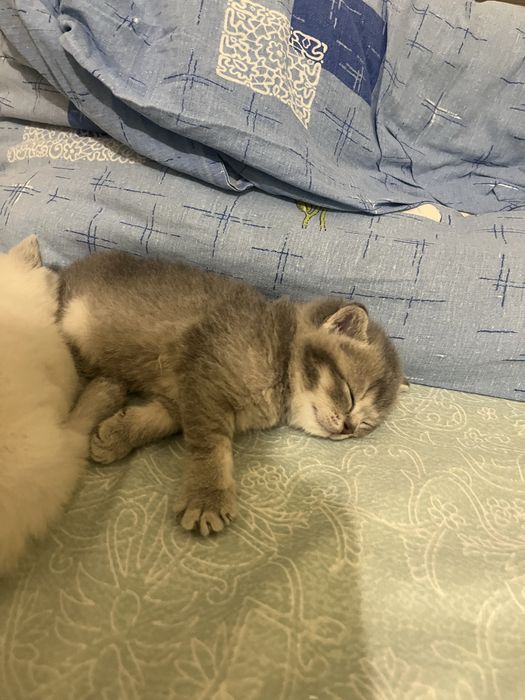 Шотландские котята