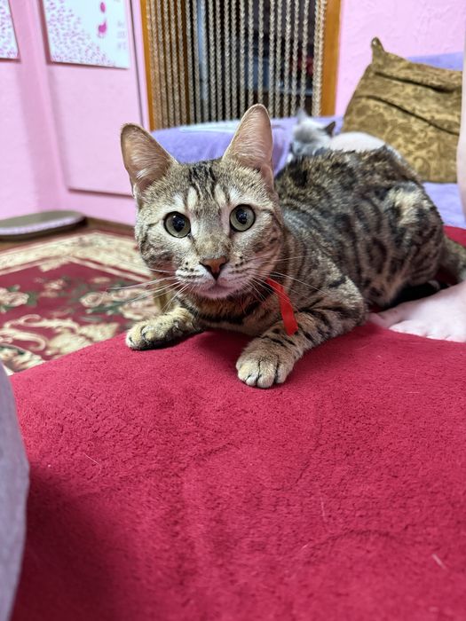 Бенгальская кошка 2 года