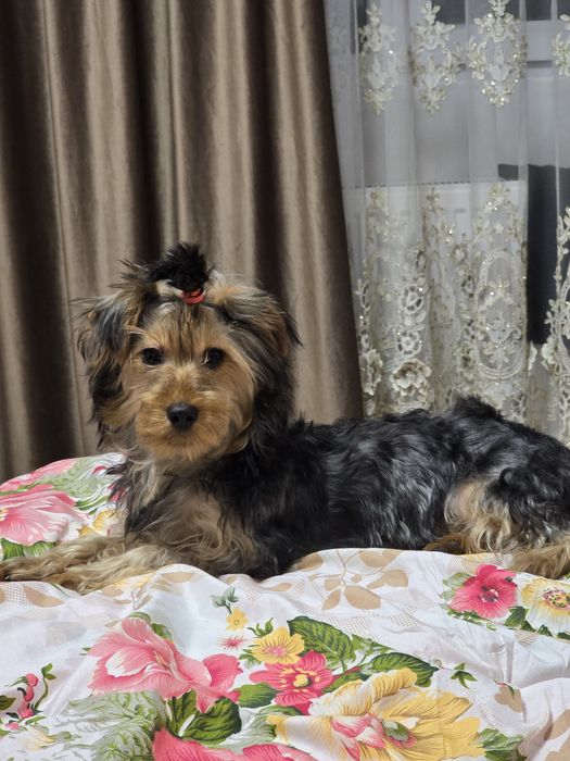 Yorkshire terrier