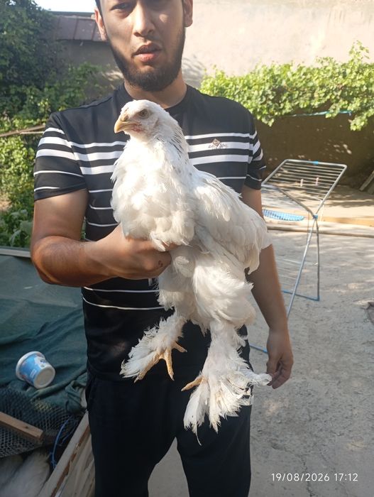Birama tovuq xorozlari