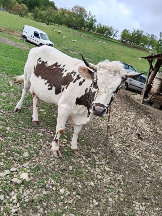 Vând Vând vacă de 5 ani gestanta de  7 luni cuminte  învățată in gard electric  0775278931