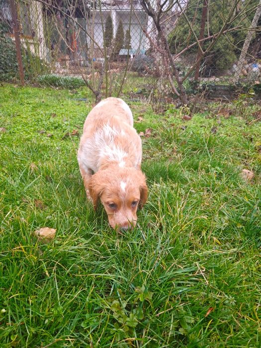 Елитни кученца  Епаньол бретон  от шампионско потекло