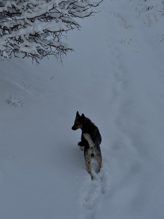 Продам ЗСЛ срочно