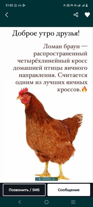 Продам кур несушки