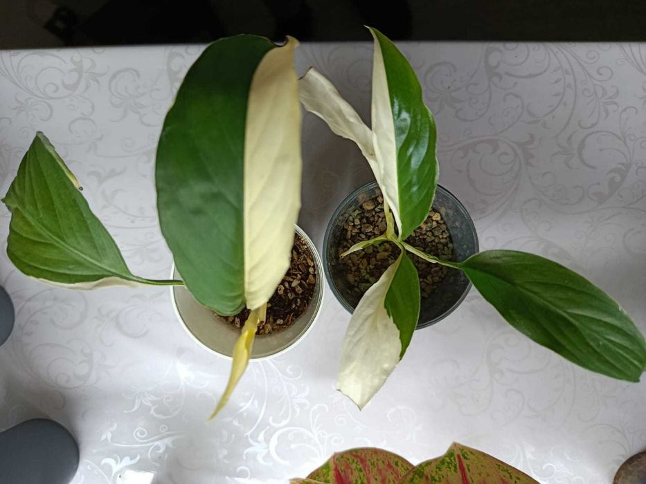 Спатифиллум Пикассо