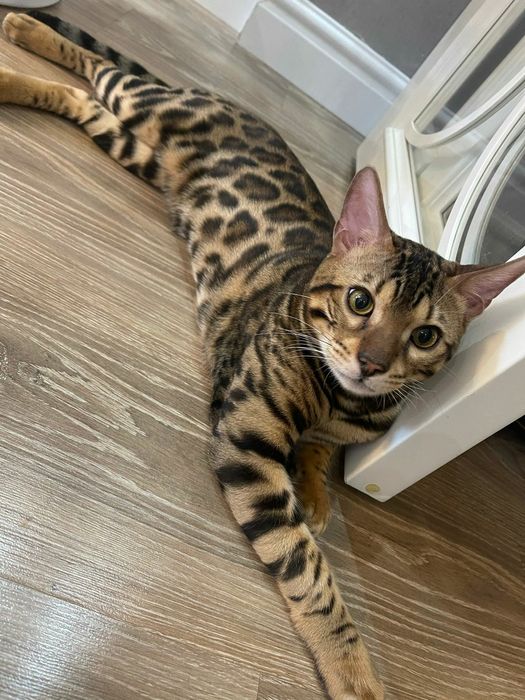 Бенгальские котята с документами