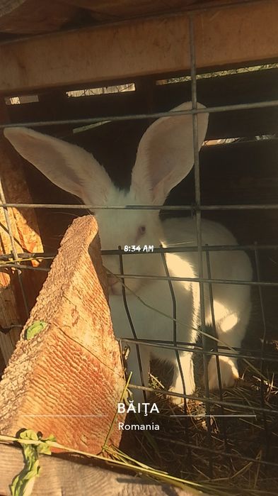 Vând iepuri o pereche de alb pannon de 5 luni și un iepuroi de hicole francez
