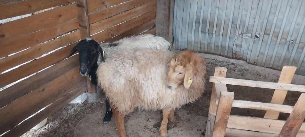 Шаруа қой бар сатылатын