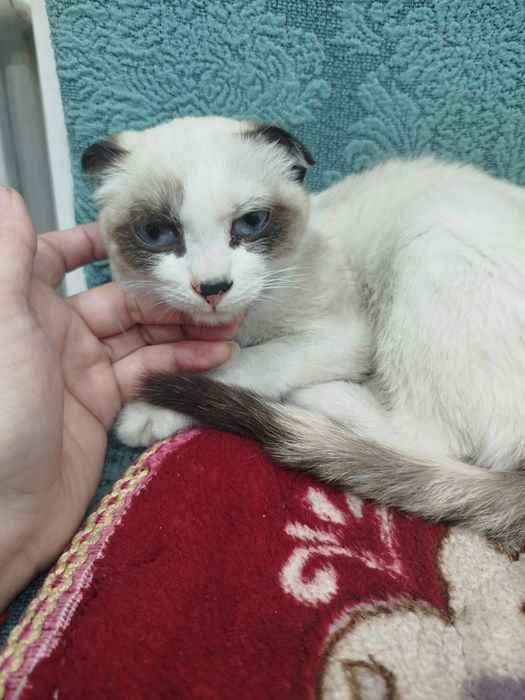 Котёнок  породистый