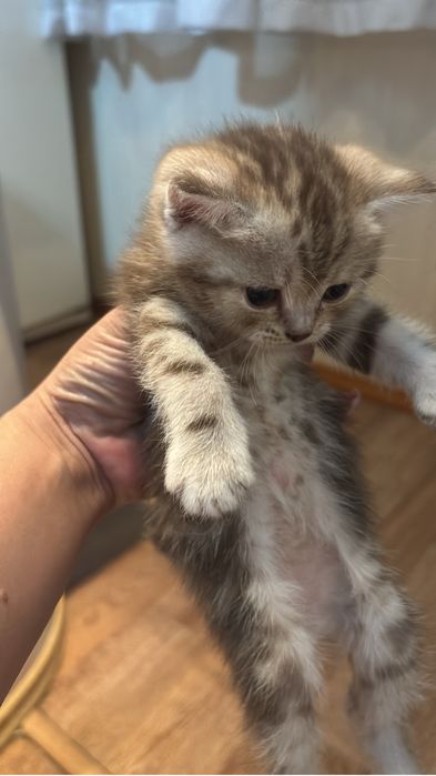 Продам котят пародистых