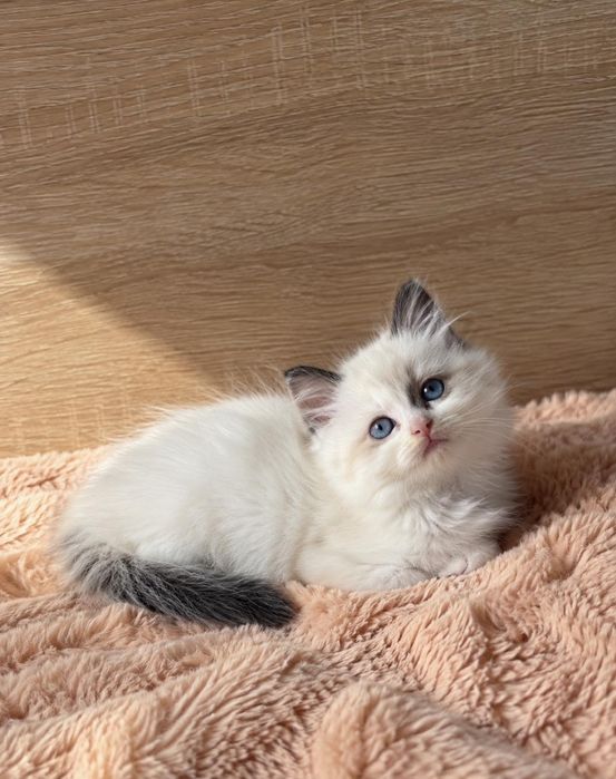 Рагдол Регдол Ragdoll