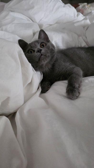 Baietel british shorthair blue
