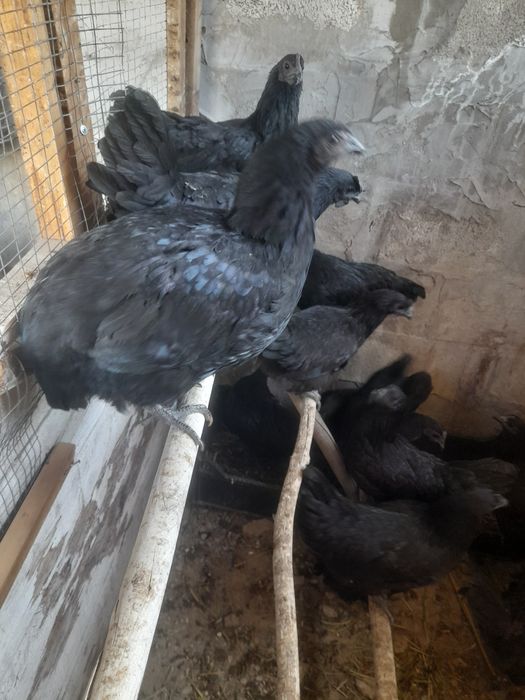 Продаю  черных курочек