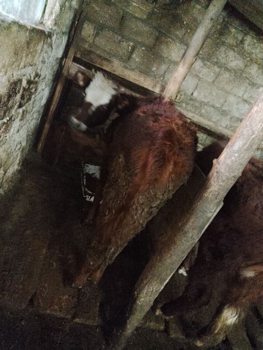 1жасар ұрғашыбаспақ