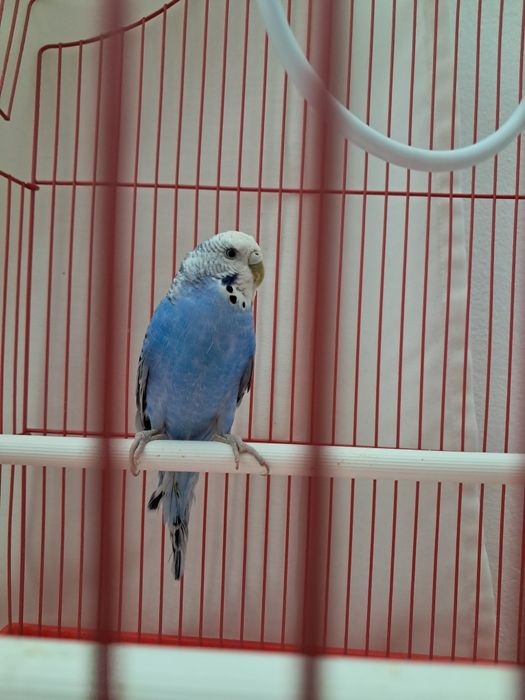 Vând perus criminal