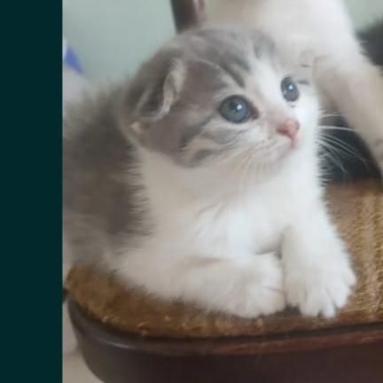 Котенок, 2 месяца, девочка