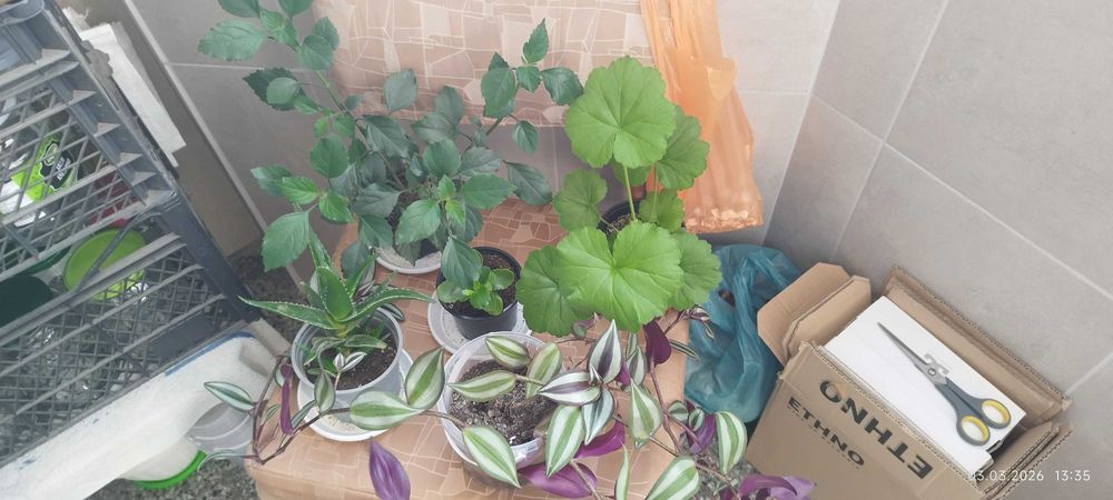 Филодендрон (Philodendron) / Сингониум (Syngonium)