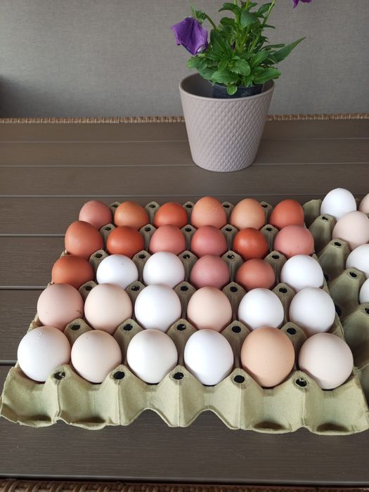 Oua proaspete, gaini