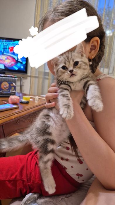 Продам Котенок шотландский