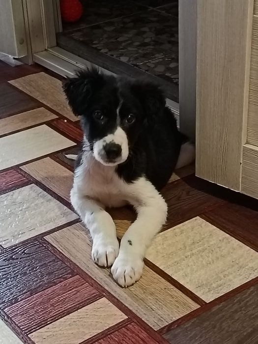 Отдам в хорошие руки