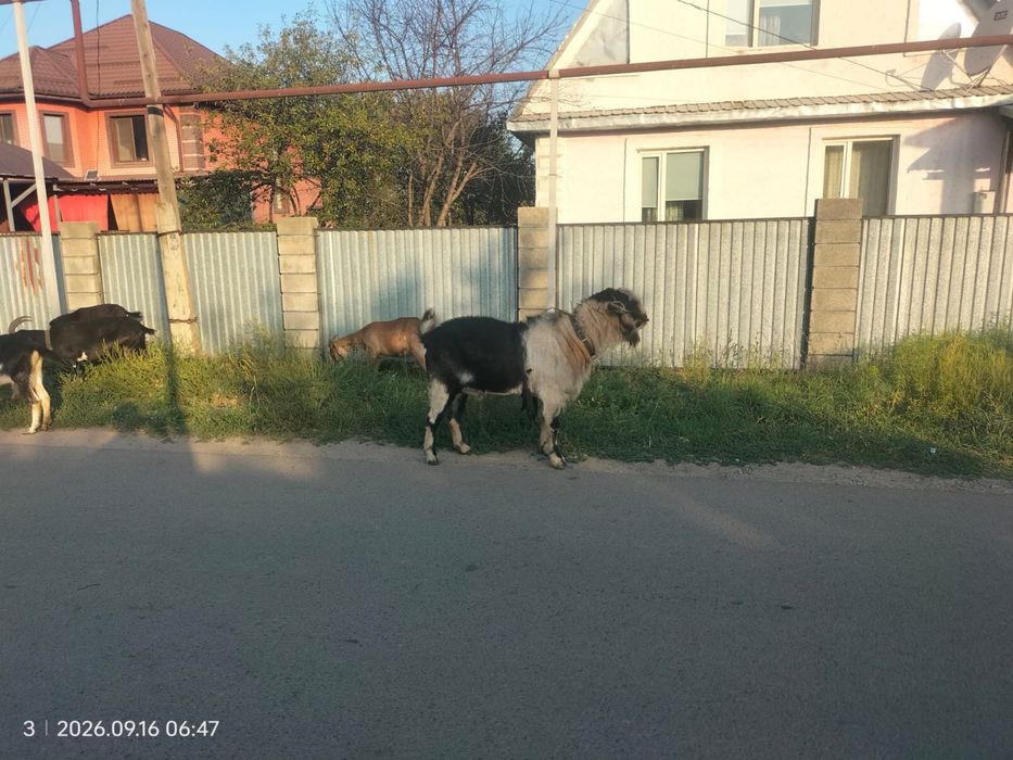 Теке Англонубиский ешкі қашыруға